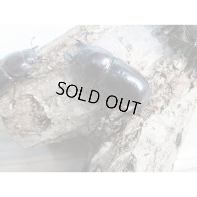 画像5: ☆くろねこチャンネルより入荷☆WF3!ダイトウヒラタクワガタ♂47ミリ♀32ミリ+♀30ミリ計3頭トリオ販売!更にプレゼント付き!