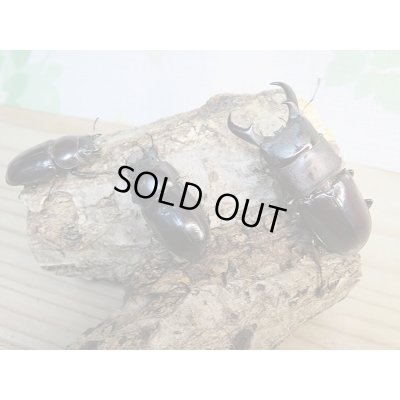 画像6: ☆くろねこチャンネルより入荷☆WF3!ダイトウヒラタクワガタ♂47ミリ♀32ミリ+♀30ミリ計3頭トリオ販売!更にプレゼント付き!