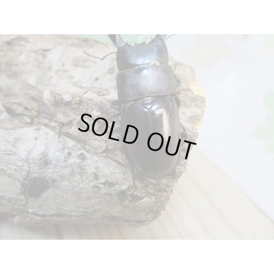 画像3: ☆くろねこチャンネルより入荷☆WF3!ダイトウヒラタクワガタ♂47ミリ♀32ミリ+♀30ミリ計3頭トリオ販売!更にプレゼント付き!