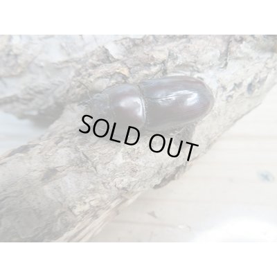 画像4: ☆くろねこチャンネルより入荷☆WF3!ダイトウヒラタクワガタ♂47ミリ♀29ミリ+♀28ミリ計3頭トリオ販売!更にプレゼント付き!