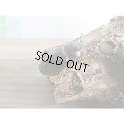 画像4: ☆くろねこチャンネルより入荷☆WF3!ダイトウヒラタクワガタ♂47ミリ♀32ミリ+♀30ミリ計3頭トリオ販売!更にプレゼント付き!