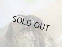 ☆くろねこチャンネルより入荷☆WF3！ダイトウヒラタクワガタ♂47ミリ♀29ミリ＋♀28ミリ計3頭トリオ販売！更にプレゼント付き！