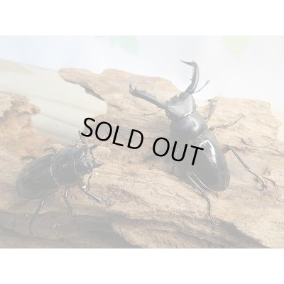 画像5: 新成虫☆WF1☆中国クロツヤシカクワガタ♂52ミリ♀34ミリペア販売!!