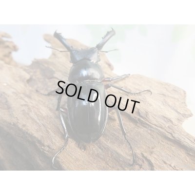 画像3: 新成虫☆WF1☆中国クロツヤシカクワガタ♂52ミリ♀34ミリペア販売!!