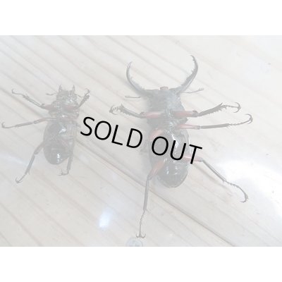 画像6: 新成虫☆WF1☆中国クロツヤシカクワガタ♂52ミリ♀34ミリペア販売!!