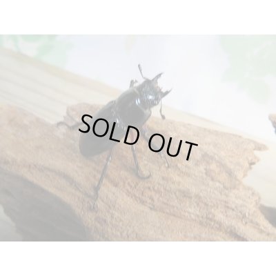 画像4: 新成虫☆WF1☆中国クロツヤシカクワガタ♂52ミリ♀34ミリペア販売!!