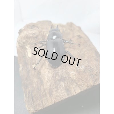 画像6: 新成虫☆Dibang Valley産☆ウエストウッディ オオシカクワガタ♂ーA´89.6ミリ♀48ミリペア販売!!