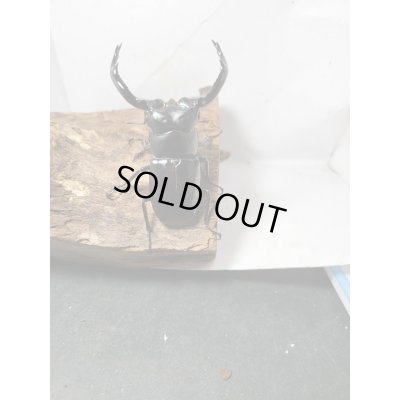 画像3: 新成虫☆Dibang Valley産☆ウエストウッディ オオシカクワガタ♂80ミリ♀47ミリペア販売！！