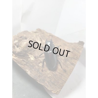 画像6: 新成虫☆Dibang Valley産☆ウエストウッディ オオシカクワガタ♂80ミリ♀47ミリペア販売！！