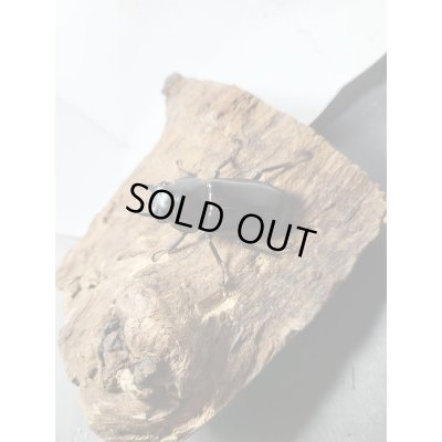 画像5: 新成虫☆Dibang Valley産☆ウエストウッディ オオシカクワガタ♂80ミリ♀47ミリペア販売！！