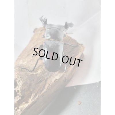 画像3: 新成虫☆Dibang Valley産☆ウエストウッディ オオシカクワガタ♂ーA´89.6ミリ♀48ミリペア販売!!