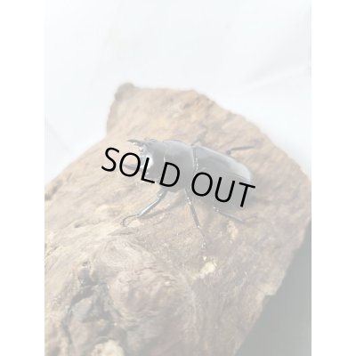 画像4: 新成虫☆Dibang Valley産☆ウエストウッディ オオシカクワガタ♂80ミリ♀47ミリペア販売！！