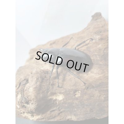 画像4: 新成虫☆Dibang Valley産☆ウエストウッディ オオシカクワガタ♂ーA´89.6ミリ♀48ミリペア販売!!