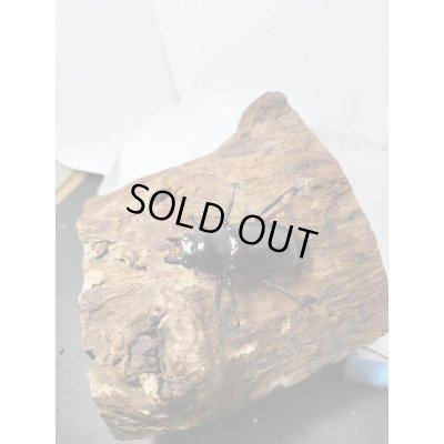 画像5: 新成虫☆Dibang Valley産☆ウエストウッディ オオシカクワガタ♂ーA´89.6ミリ♀48ミリペア販売!!