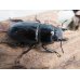画像4: 新成虫☆RR☆シェンクリングオオクワガタ♂77ミリ♀41ミリペア販売！！ (4)