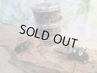 ☆ネパール・トゥリスリ産☆ネパレンシスコクワガタ（ネパールコクワ）初二令幼虫4頭セット販売！！