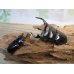 画像5: 新成虫☆F2☆アンタエウスオオクワガタ（インドアンテ）♂72ミリ♀47ミリペア販売！！ (5)