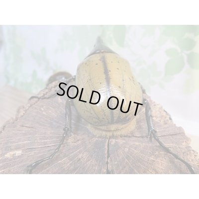 画像3: ☆新成虫☆D.H.ヘラクレス♂124ミリ♀61ミリ別血統ペア販売！！