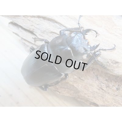 画像5: 新成虫☆ホワイトアイ☆ギラファノコギリクワガタ(亜種ケイスケ)♂95ミリ♀50ミリ+♀49ミリトリオ販売!!