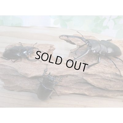 画像6: 新成虫☆ホワイトアイ☆ギラファノコギリクワガタ(亜種ケイスケ)♂92ミリ♀49ミリ+♀49ミリトリオ販売!!