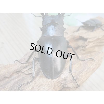 画像3: 新成虫☆ホワイトアイ☆ギラファノコギリクワガタ(亜種ケイスケ)♂92ミリ♀49ミリ+♀49ミリトリオ販売!!