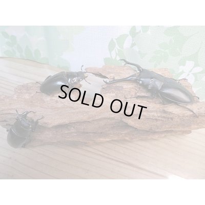 画像6: 新成虫☆ホワイトアイ☆ギラファノコギリクワガタ(亜種ケイスケ)♂95ミリ♀50ミリ+♀49ミリトリオ販売!!