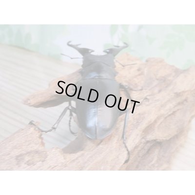 画像3: 新成虫☆ホワイトアイ☆ギラファノコギリクワガタ(亜種ケイスケ)♂95ミリ♀50ミリ+♀49ミリトリオ販売!!