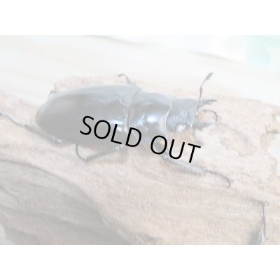 画像4: 新成虫☆ホワイトアイ☆ギラファノコギリクワガタ(亜種ケイスケ)♂92ミリ♀49ミリ+♀49ミリトリオ販売!!