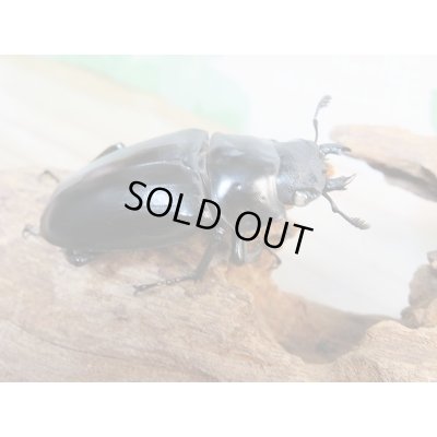 画像4: 新成虫☆ホワイトアイ☆ギラファノコギリクワガタ(亜種ケイスケ)♂95ミリ♀50ミリ+♀49ミリトリオ販売!!