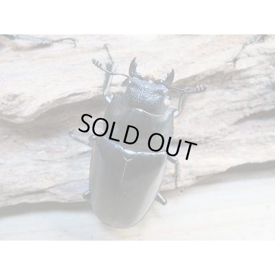 画像5: 新成虫☆ホワイトアイ☆ギラファノコギリクワガタ(亜種ケイスケ)♂92ミリ♀49ミリ+♀49ミリトリオ販売!!