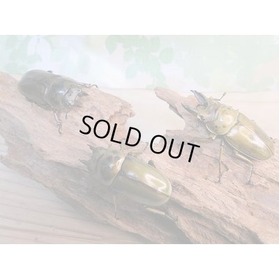 画像6: 美麗新成虫☆タイ産☆ババオウゴンオニクワガタ♂54ミリ♀48ミリペア+♀48ミリトリオ販売!!