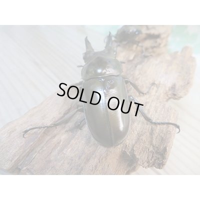 画像3: 美麗新成虫☆タイ産☆ババオウゴンオニクワガタ♂-A´55ミリ♀-A´46.5ミリペア+♀-A´46.5ミリトリオ販売!!