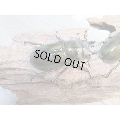 画像5: 美麗新成虫☆タイ産☆ババオウゴンオニクワガタ♂-A´55ミリ♀-A´46.5ミリペア+♀-A´46.5ミリトリオ販売!!