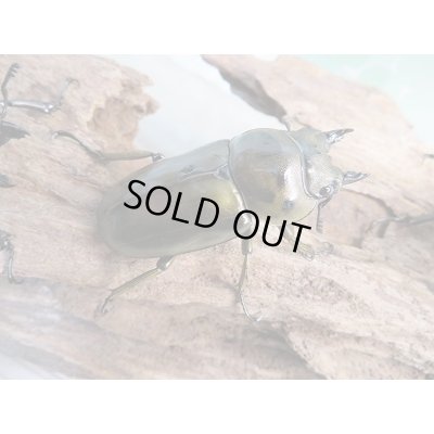 画像4: 美麗新成虫☆タイ産☆ババオウゴンオニクワガタ♂-A´55ミリ♀-A´46.5ミリペア+♀-A´46.5ミリトリオ販売!!