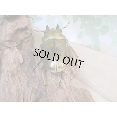 画像3: 美麗新成虫☆タイ産☆ババオウゴンオニクワガタ♂54ミリ♀48ミリペア+♀48ミリトリオ販売!!