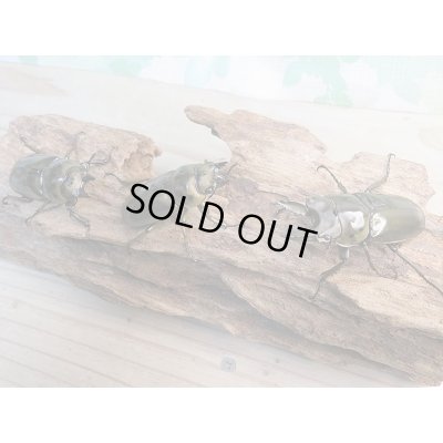 画像6: 美麗新成虫☆タイ産☆ババオウゴンオニクワガタ♂-A´55ミリ♀-A´46.5ミリペア+♀-A´46.5ミリトリオ販売!!