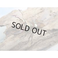 新成虫！メタリフェルホソアカクワガタ（サンギレンシス）♂41ミリ♀フリーサイズペア販売！！