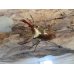 画像2: 新成虫！メタリフェルホソアカクワガタ（サンギレンシス）♂41ミリ♀フリーサイズペア販売！！ (2)