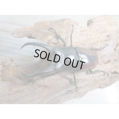 画像2: ☆新成虫☆ドンキエールコクワガタ（赤ドンキ）♂62ミリ♀40ミリ別血統ペア販売！！