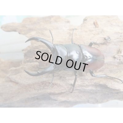 画像2: ☆新成虫☆ドンキエールコクワガタ（赤ドンキ）♂－A´52ミリ単品販売！！