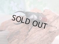 新成虫☆WF1☆アローコクワガタ（原名亜種）♂62ミリ♀38ミリペア販売！！