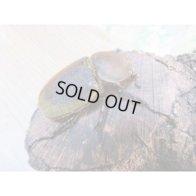 画像4: ☆新成虫☆D.H.ヘラクレス♂148ミリ♀70ミリペア＋♀63ミリ計3頭のトリオ販売！！