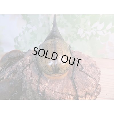 画像3: ☆新成虫☆D.H.ヘラクレス♂148ミリ♀70ミリペア＋♀63ミリ計3頭のトリオ販売！！