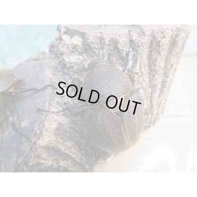 画像5: ☆新成虫☆D.H.ヘラクレス♂148ミリ♀70ミリペア＋♀63ミリ計3頭のトリオ販売！！