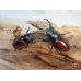 画像5: ☆越冬新成虫☆ドンキエールコクワガタ（赤ドンキ）♂59ミリ♀42ミリ別血統ペア販売！！ (5)