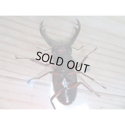 画像4: 新成虫☆パリーフタマタクワガタ(亜種エロンガトゥス)♂69ミリ♀49ミリペア＋♀45ミリ計3頭トリオ販売！！