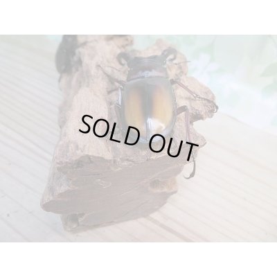 画像3: 新成虫☆パリーフタマタクワガタ(亜種エロンガトゥス)♂69ミリ♀49ミリペア＋♀45ミリ計3頭トリオ販売！！