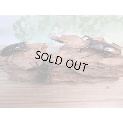 画像6: 新成虫☆パリーフタマタクワガタ(亜種エロンガトゥス)♂69ミリ♀49ミリペア＋♀45ミリ計3頭トリオ販売！！