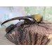 画像1: ☆新成虫☆D.H.ヘラクレス♂138ミリ♀62ミリペア販売！！ (1)