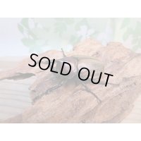 人気種★新成虫★フンボルトヒナカブト♂43ミリ♀40ミリペア販売！！